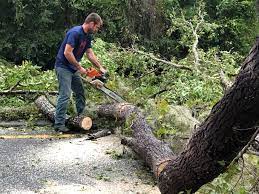 South Park, WY Tree Care Services Company