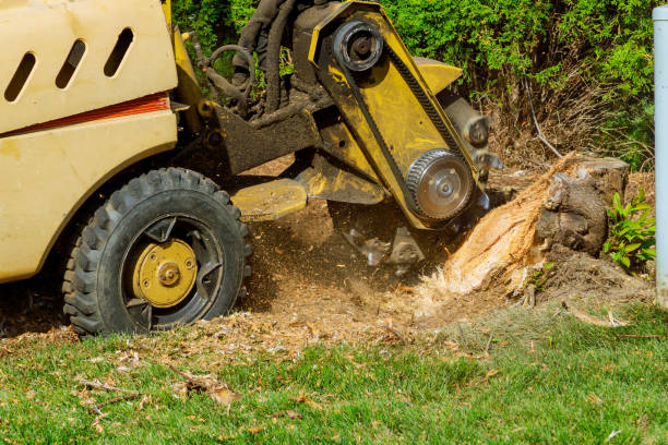 Best Tree Removal  in South Park, WY