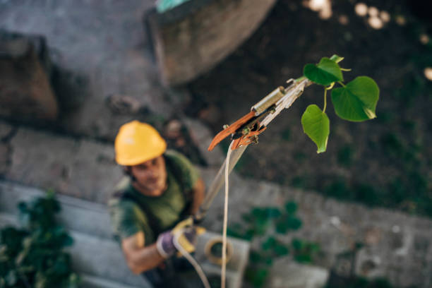 How Our Tree Care Process Works  in  South Park, WY