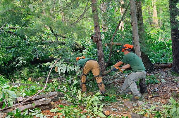 Tree and Shrub Care