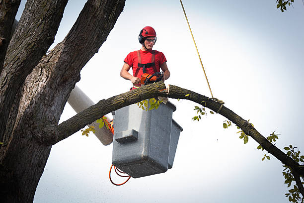 Best Utility Line Clearance  in South Park, WY